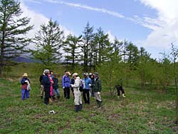 すくすく育つ、過去の植林地