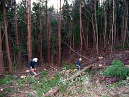 小原の山林での伐採