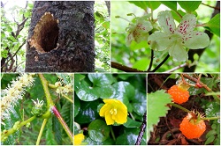 アカゲラの痕跡、バイカツツジ、クリの雌花、、コバンコナスビ、モミジイチゴ